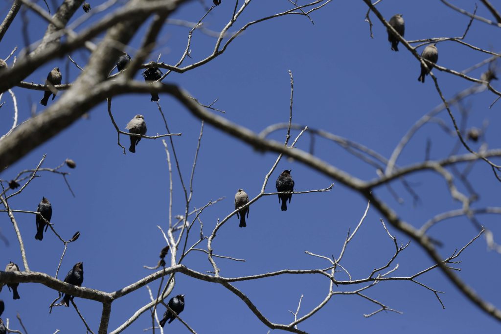 (AP Photo/Brynn Anderson)