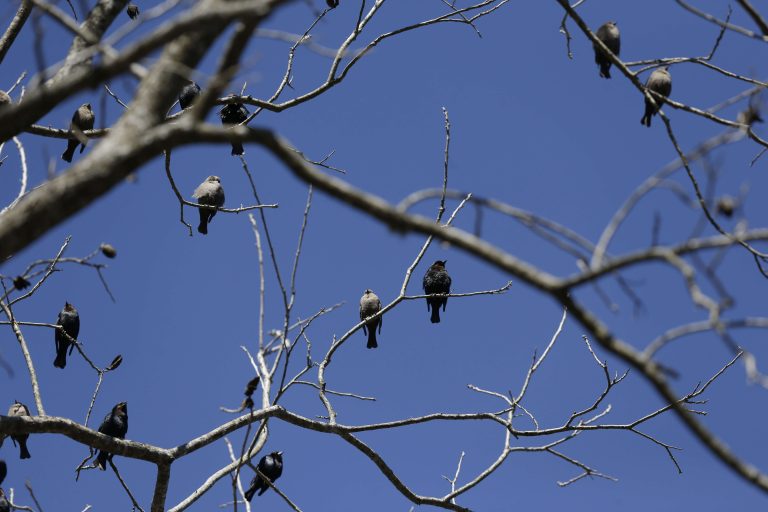 (AP Photo/Brynn Anderson)
